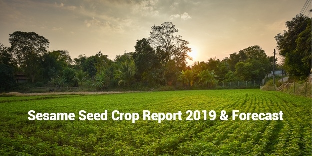 Sesame Seed Crop Report 2019 And Forecast - Organic Products India