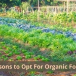 Reasons to Opt For Organic Food