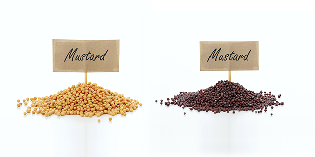 Mustard Suppliers in India